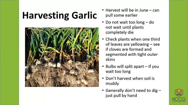 Growing Garlic and Onions Workshop смотреть онлайн