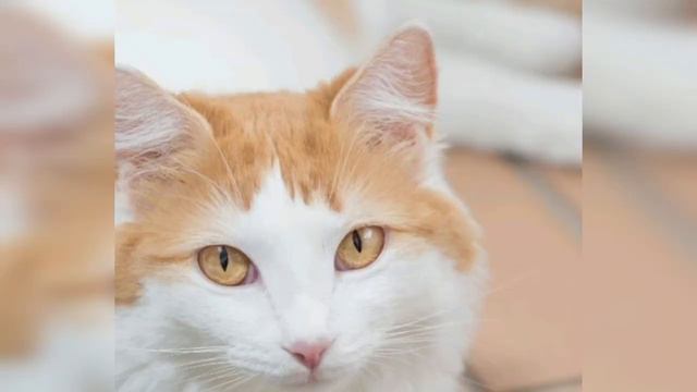 🐱 Cats 101 🐱 TURKISH VAN CAT - Top Cat Facts about the TURKISH VAN смотреть онлайн