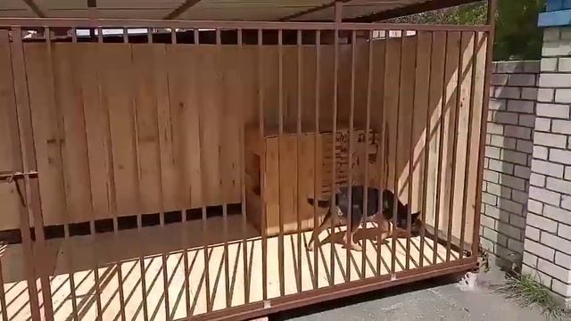 +375 29 741 0470. Изготовление вольеров для собак в Могилеве смотреть онлайн