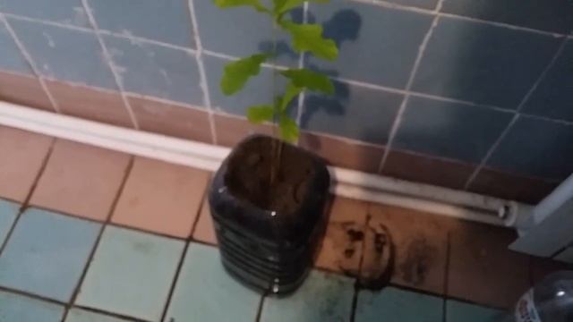 Дубы смотреть онлайн