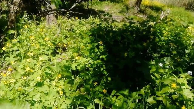 .Цветет яснотка белая .Время заготовки сырья. смотреть онлайн