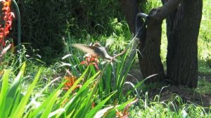 КОЛИБРИ - Почему они исчезают?