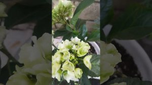 SAXON BRIGHT WHITE крупнолистная гортензия,начала цветения..