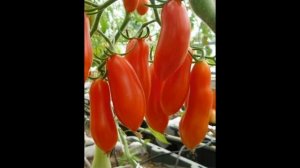 Семена Томатов Красный Метеор