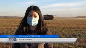 В хозяйстве «Токуши GRAIN» за один день убрали 200 га гречихи