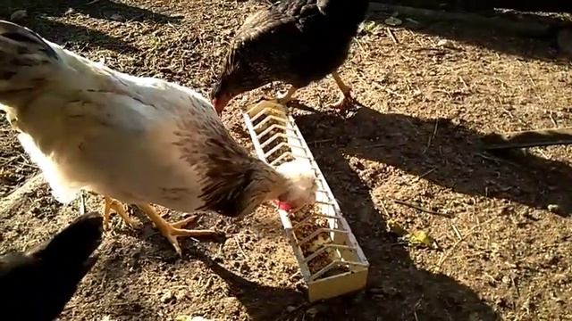 Каша МЕШАНКА для цыплят КАК РАСТУТ цыплята после инкубации/Цыплятам 3 месяца