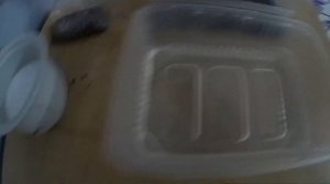 Вывожу Артемию / Артемия без аэрации / живой корм для мальков