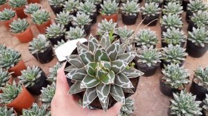 Agave Regina Victoria