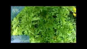 Пряные травы выращивание в горшках на окне и  как новое перспективное направление в цветоводстве.