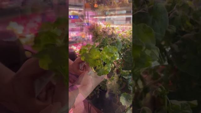 Пеларгония 😍 смотреть онлайн