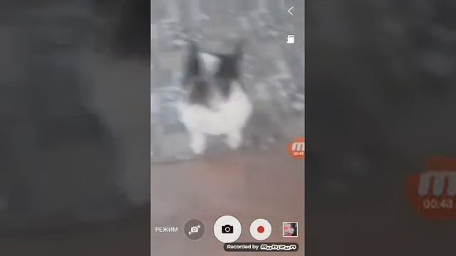 Моя собака наказана смотреть онлайн