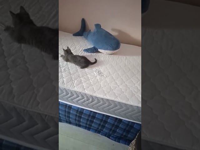 Отзыв Standart смотреть онлайн