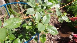 Розы на  Северо-Западе. Роза Чарльз Остин(Charles Austin) в первый год