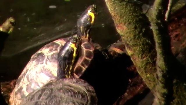 ŻÓŁWIE ŻÓŁTOLICE (Trachemys scripta troostii) - Oświęcim-Kruki 06.V.2014 r.