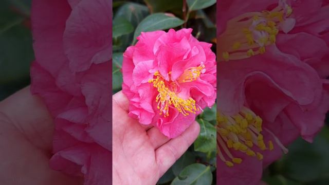 Camellia japonica