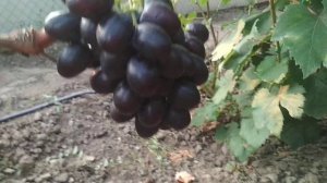 Дамасская красавица украшения нашего виноградника.