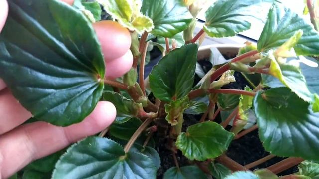 ?Северное окно и цветы/Птерис не растёт? смотреть онлайн