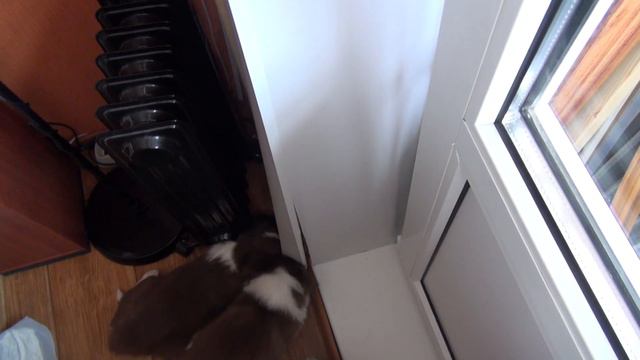 Бордер колли. Щенки - демонтажная бригада. смотреть онлайн