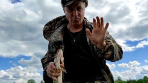 17 июня 2022. Река Юг. Рыбалка под Фомино, Поцепилово, Дор. Подосиновский.