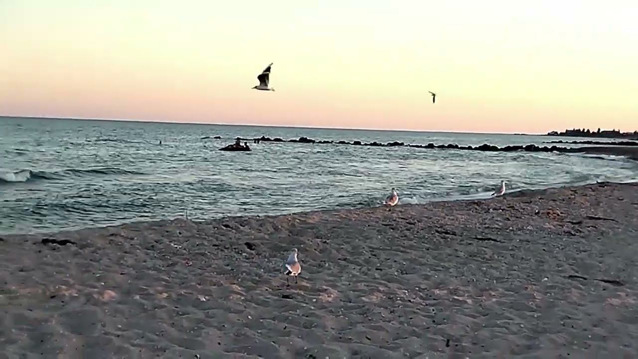 Приехали на море посмотреть дельфинов.Приморск.Азовское море смотреть онлайн