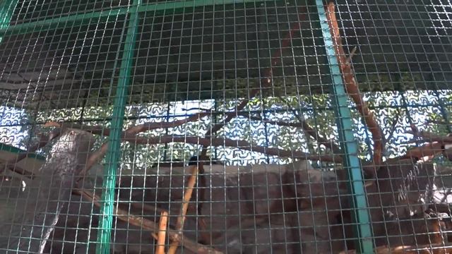 Киев. Зоопарк. Попугаи, орел, еноты ... смотреть онлайн