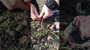 ранневесенняя переокулировка подвоев, инструменты окулировщика