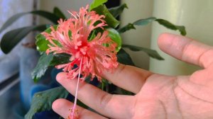 Гибискус шизопеталус