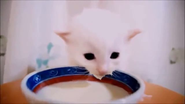Маленький котик пьёт молоко