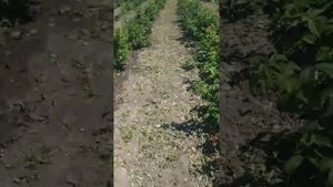 Малина "Таганка"