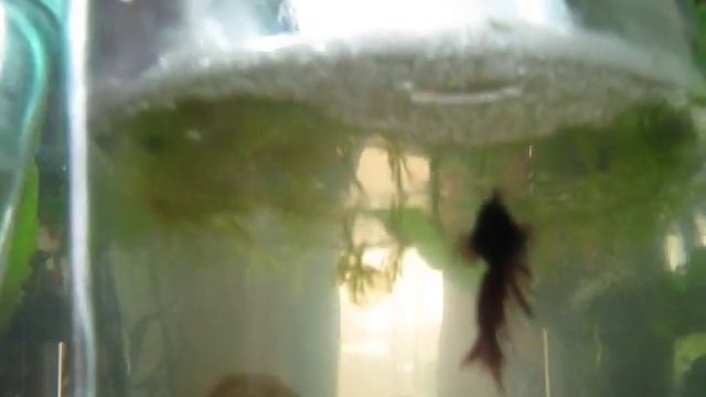 Жизнь рыбок петушков №3 смотреть онлайн