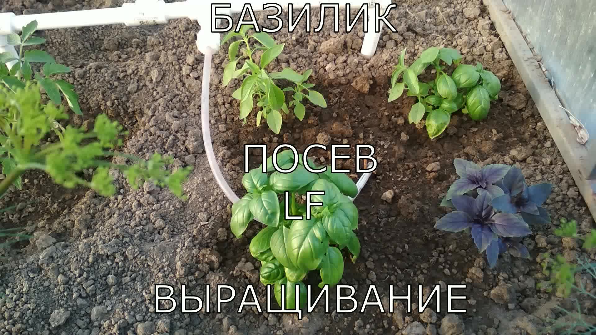Можно ли сажать базилик под зиму. Базилик тайская Королева.