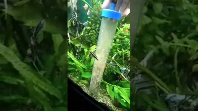 Уборка в аквариуме: как чистить грунт сифоном смотреть онлайн