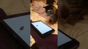 Как научить кота ловить мышей))) 21 век ребята!