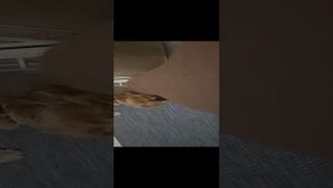 очуметь зверское нападение спаниеля на игрушку