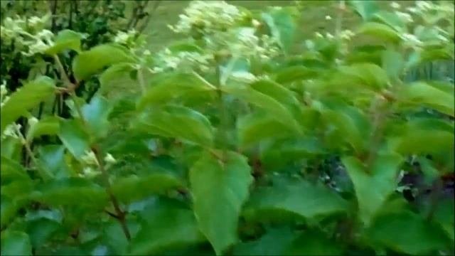 ГОРТЕНЗИЯ КИУШУ. РЕЗУЛЬТАТ ПОСЛЕ ВЕСЕННЕЙ ОБРЕЗКИ