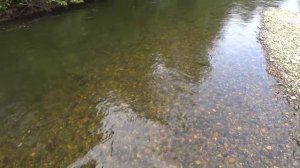 Ловля Хариуса Ленка в июле на мушку и швабру. Приморский край 2020