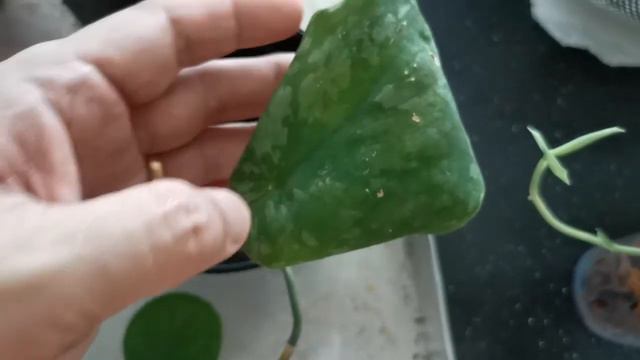 Scindapsus Jade Satin various sp смотреть онлайн