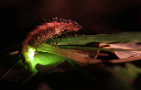 Танцы света - Жуки светлячки! Как выглядят и от чего светятся?