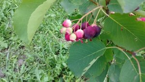 Созревание ирги кандской сорта Тиссен/Ripening of the canadian irgi variety Thyssen