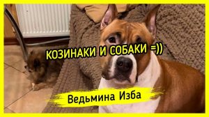 КОЗИНАКИ И СОБАКИ =)). #ВЕДЬМИНАИЗБА ▶️ #МАГИЯ