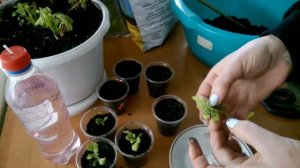 Черенкование петунии.Cutting petunias.