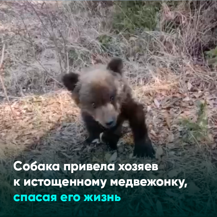 Собака привела медведей к хозяину. Иркутский зоосад. Медведь смотрит на часы. Как спастись от медведя в лесу.
