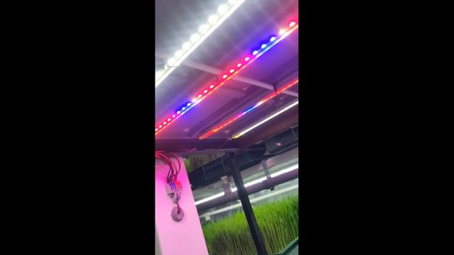 Стеллаж для выращивания микрозелени и рассады от Travka Fresh смотреть онлайн