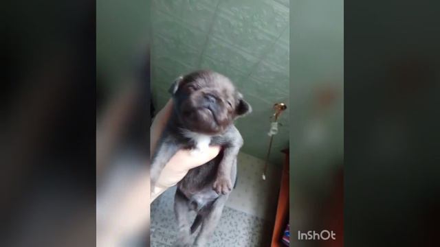 Дублт помёт. Р*ПТИ брабансон. Голубой смотреть онлайн