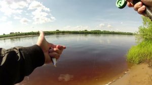 летний день на севере. уха из речной рыбы