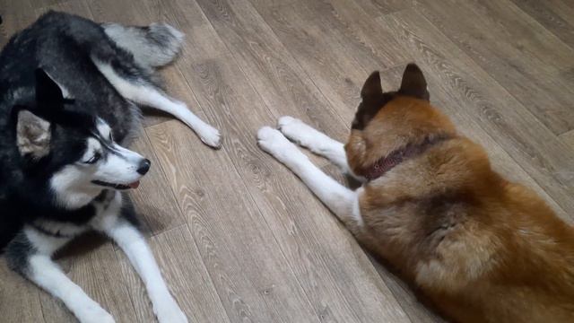 Хаски ЖИВУТ В ЗАТОЧЕНИИ. КОГДА РОДЫ? смотреть онлайн