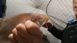 Ну вот и снова съездили на РЫБАЛКУ.