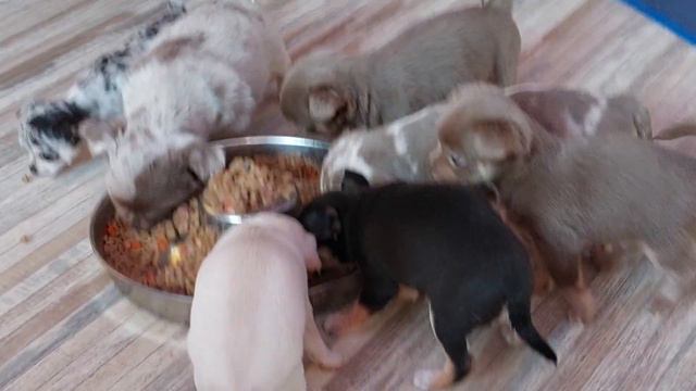 кушают малыши чихуахуа питомник Кастропуло Крым смотреть онлайн