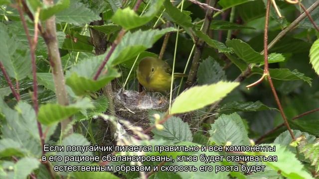 У попугая длинный клюв: что делать? смотреть онлайн