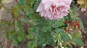 519.#26 июля🌹Три минуты неземной красоты🌹Шедевр в саду роза Симпли Джорджиус🌹🌹🌹🌹🌹